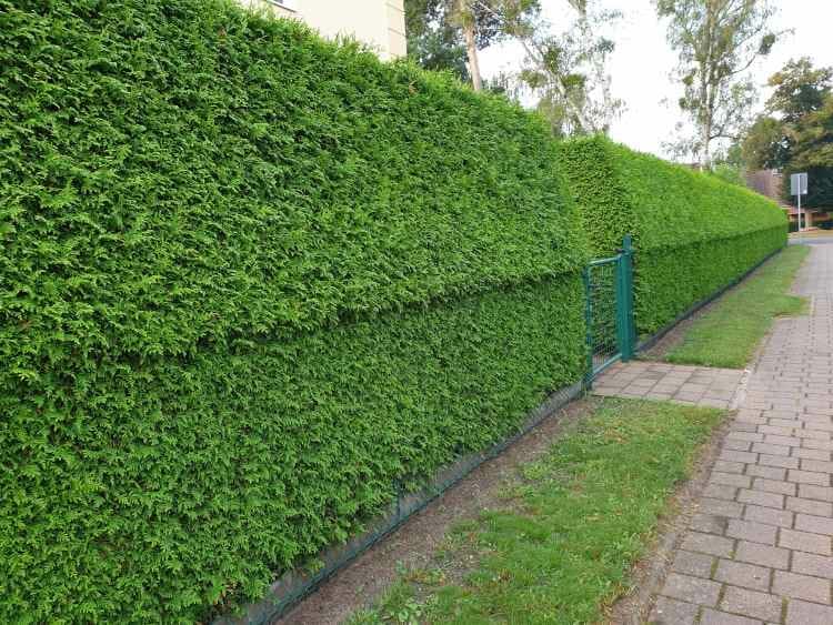 Gesnoeide coniferen haag door hek